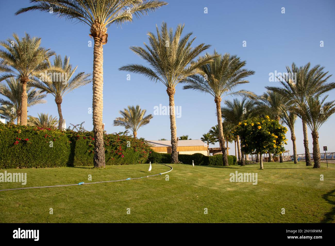 California fan palm (Washingtonia filifera) planted in gardens on the coast of Egypt Stock Photo