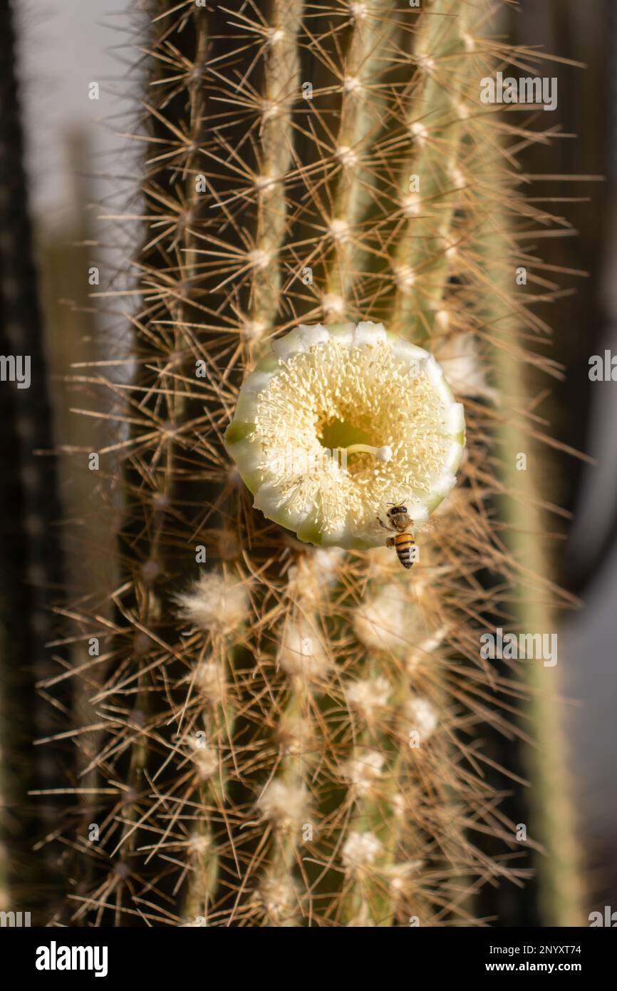 close up detail of Organ pipe cactus (Stenocereus thurberi) flower and bee Stock Photo