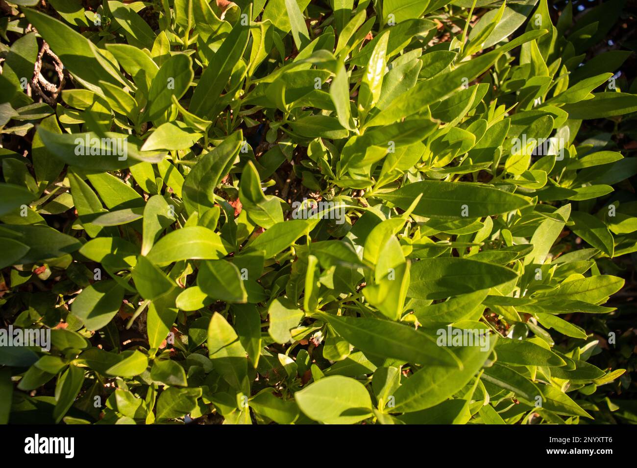 close up of a bright green tropical hedge for background Stock Photo