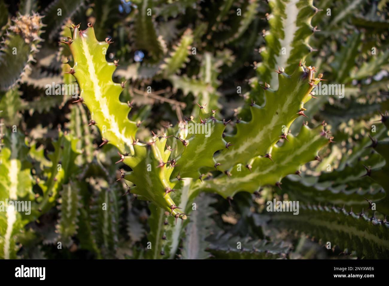 close up of a dark green tropical Cactus used for a hedge Stock Photo