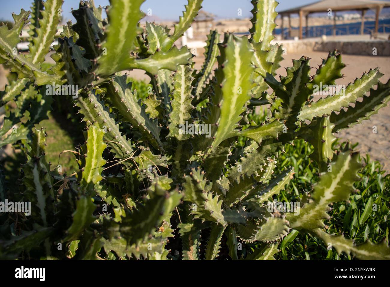 close up of a dark green tropical Cactus used for a hedge Stock Photo