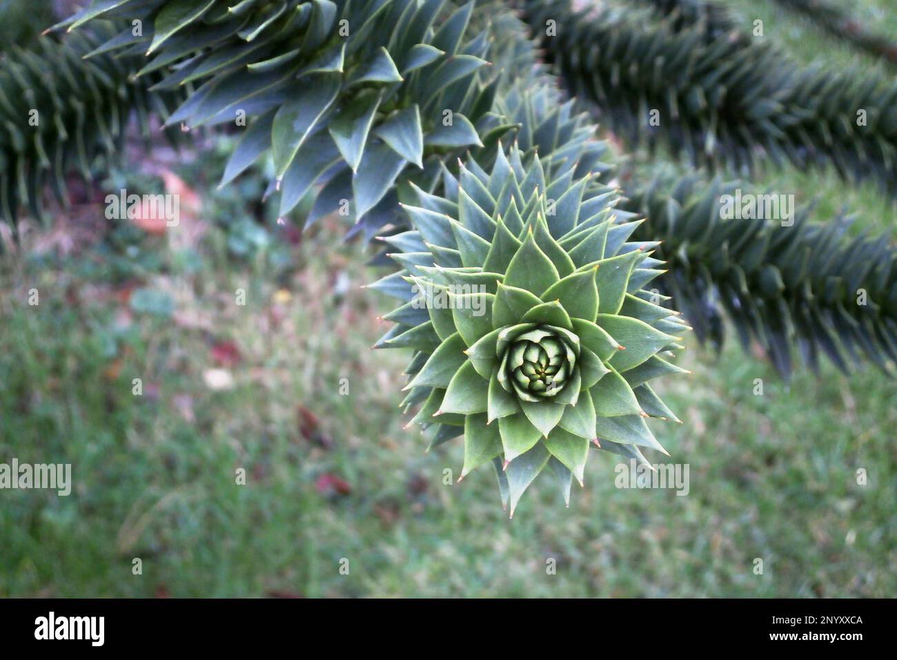 Close up araucaria branch hi-res stock photography and images - Alamy