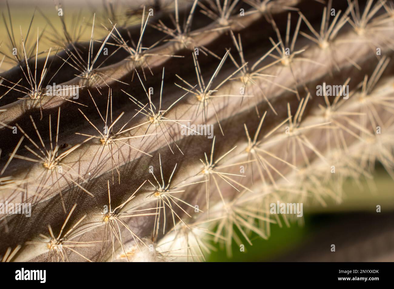 close up of an Organ pipe cactus (Stenocereus thurberi) Stock Photo
