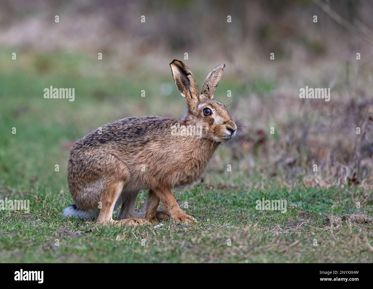 Clear eyes hi-res stock photography and images - Alamy