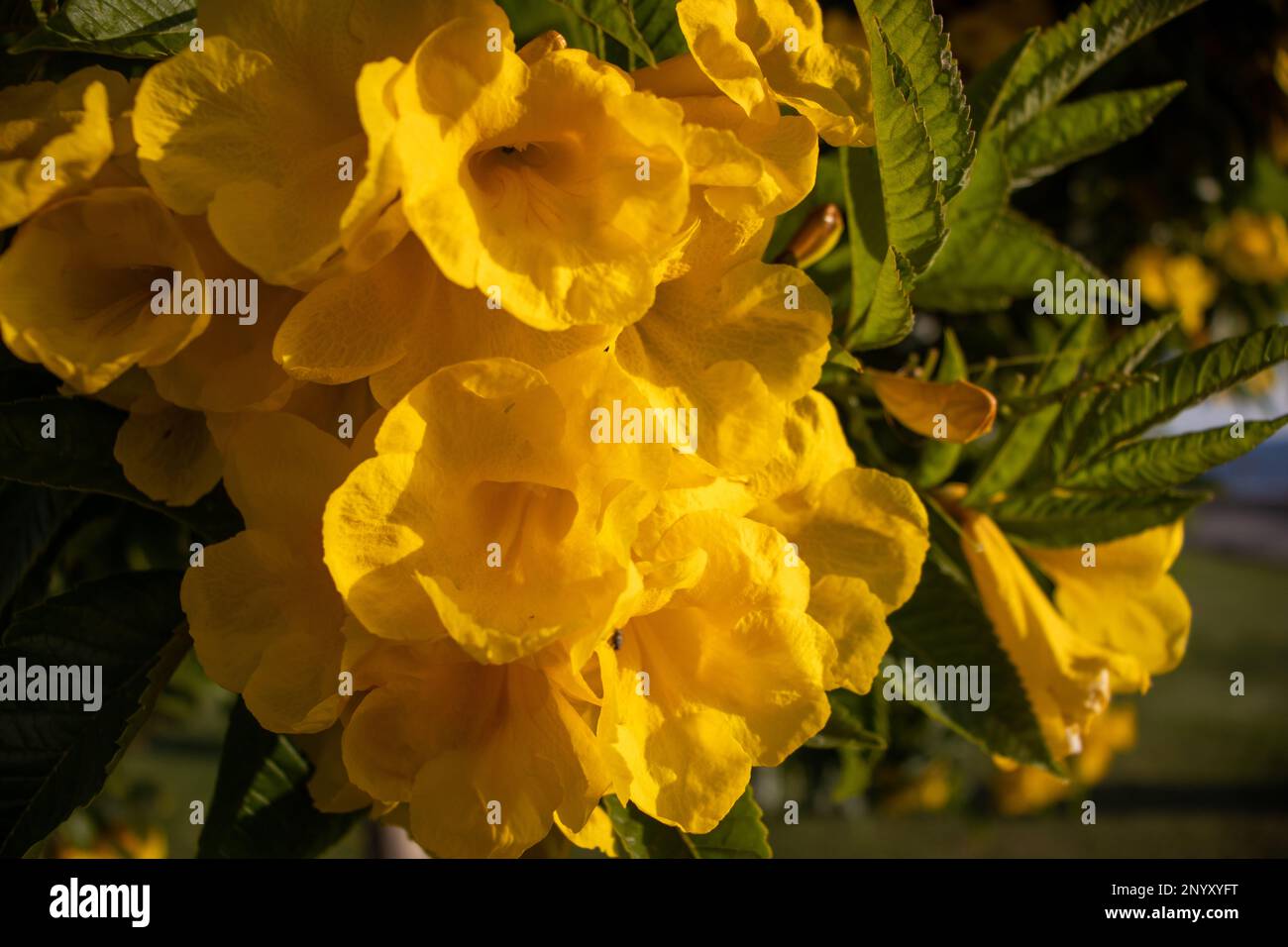 close up of the flowers of Yellow trumpetbush (Tecoma stans) Stock Photo