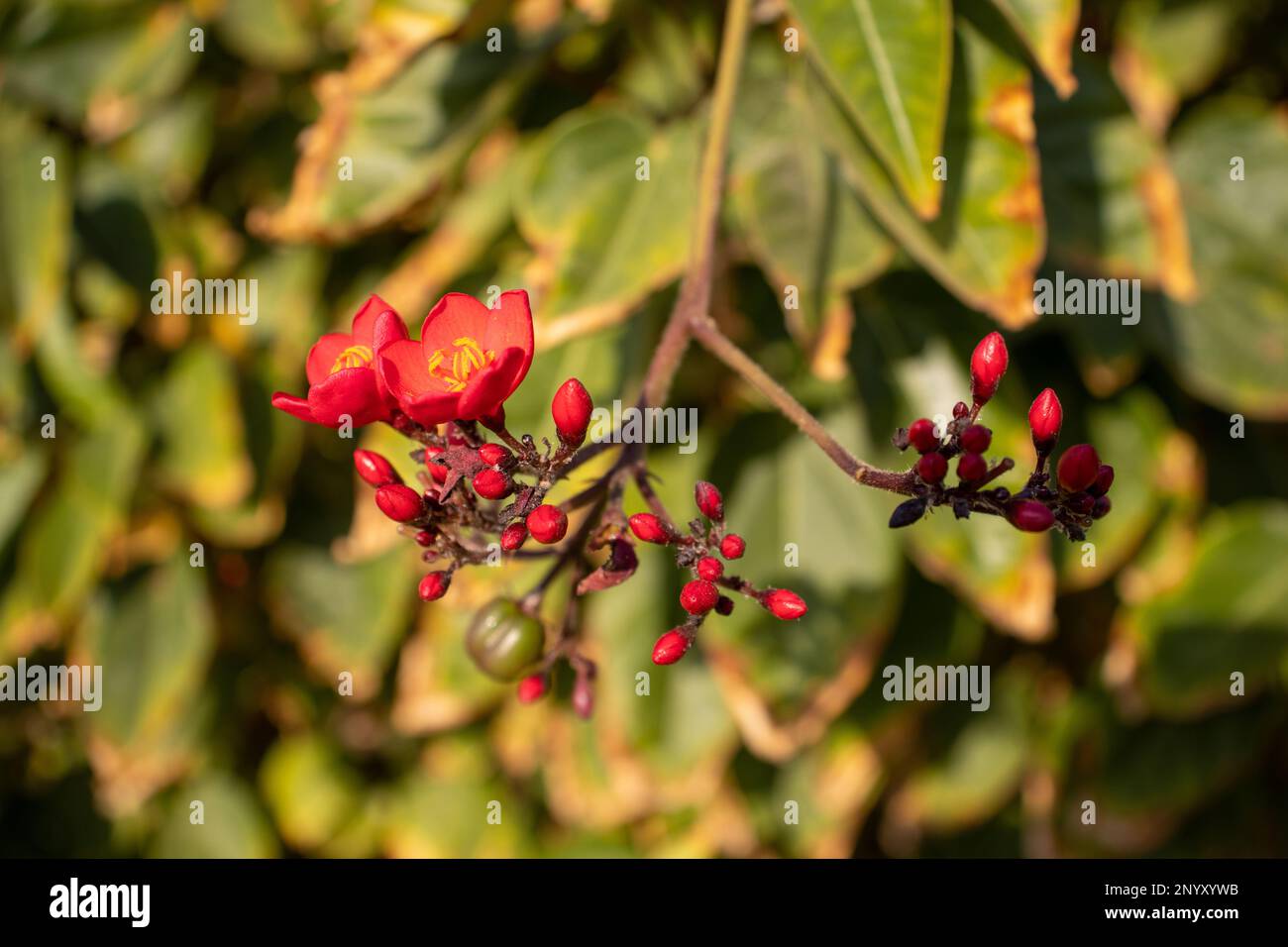 cluster of bright red tropical flowers isolated on a natural green background Stock Photo