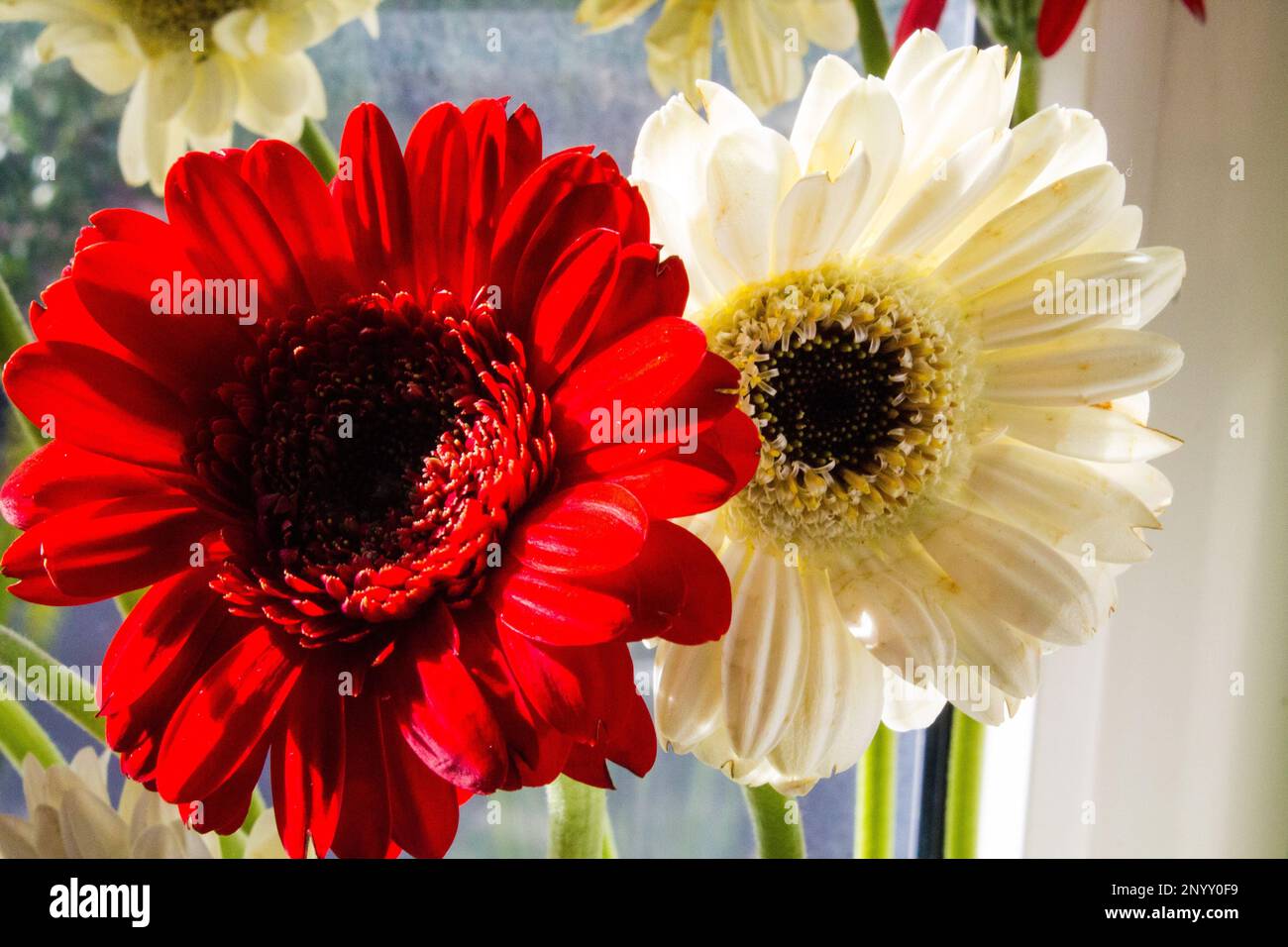 Red and white gerbera daisies on the windowsill Stock Photo