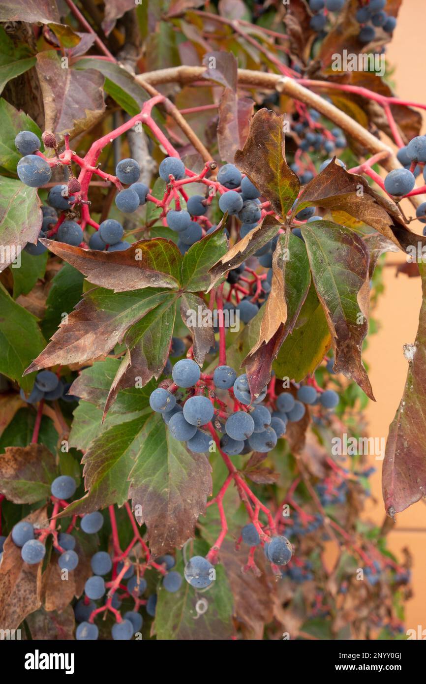 clusters of purple fruit on red stems with leaves in the background Stock Photo