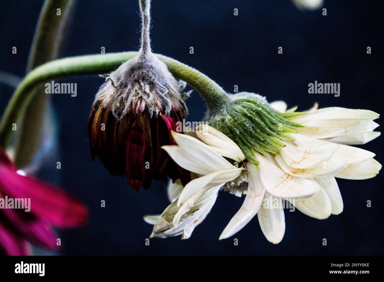 Moldy Flower head of a gerbera on a black background Stock Photo Alamy