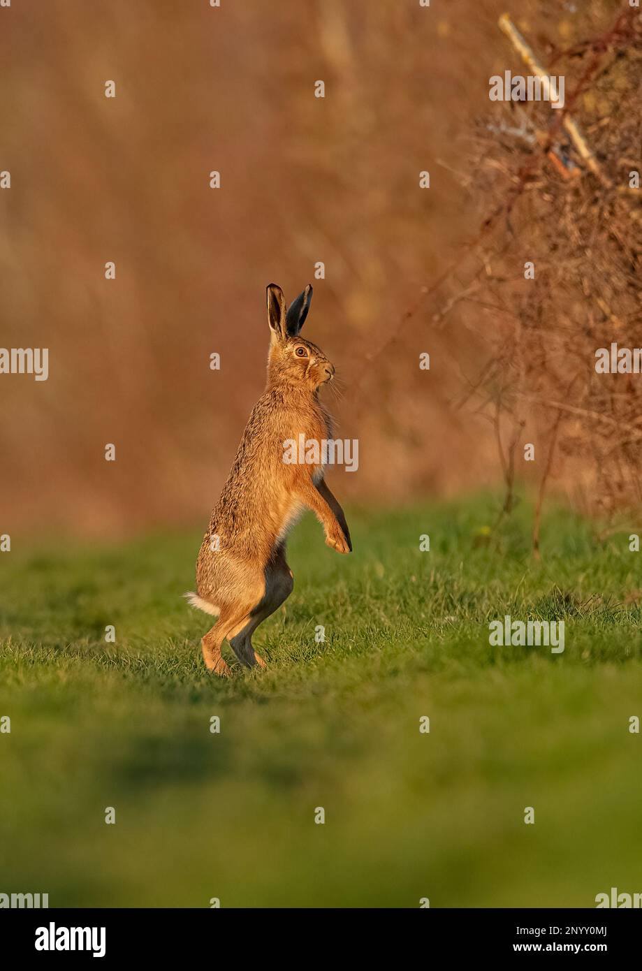 A unique portrait shot of a Brown Hare ( Lepus europaeus) standing up