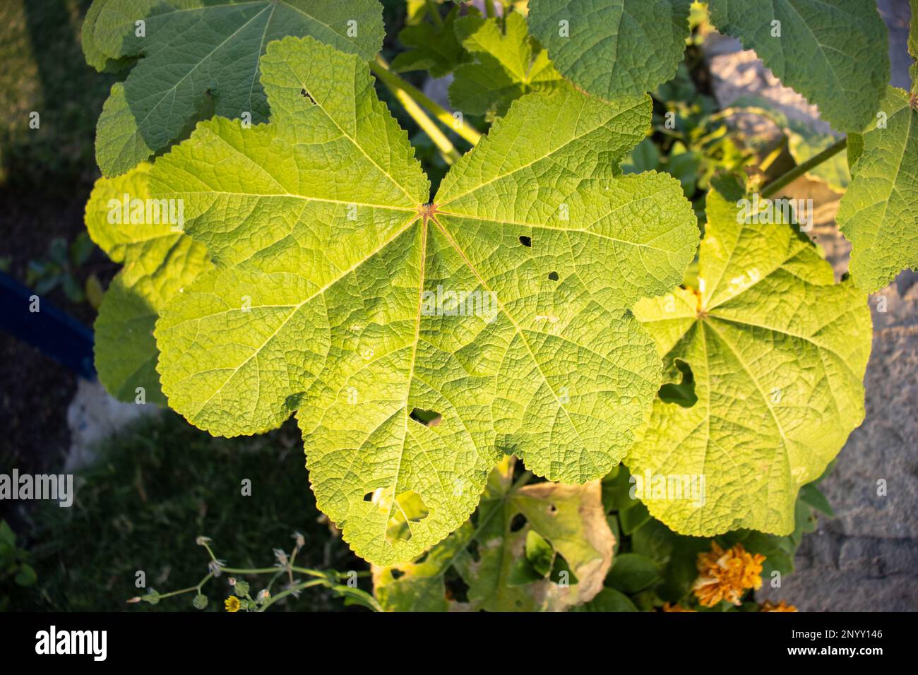 green leaf of the Hollyhock (Alcea species) in the morning sun Stock Photo