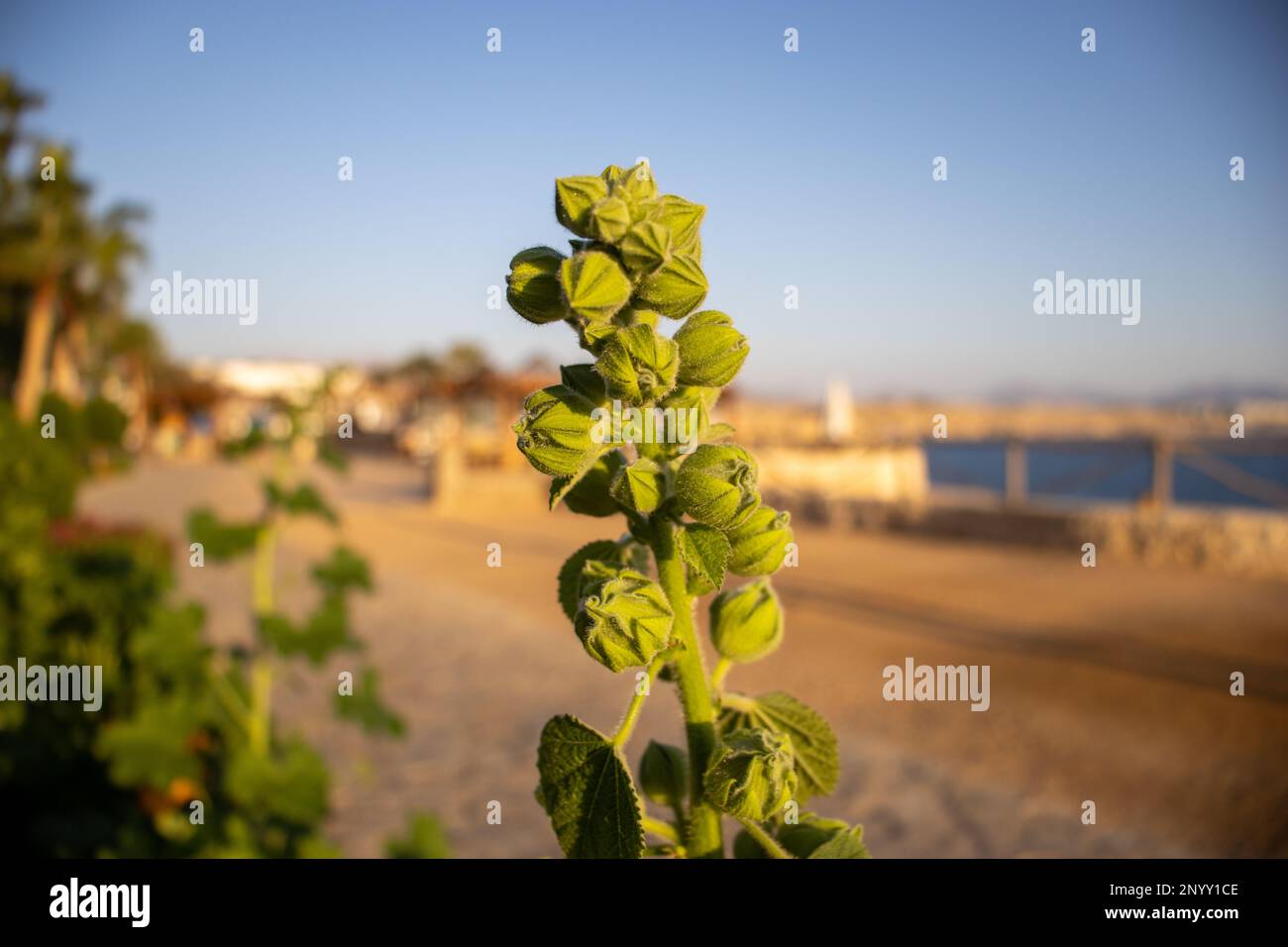 green shoot with flower buds of Hollyhock (Alcea species) in the morning sun Stock Photo