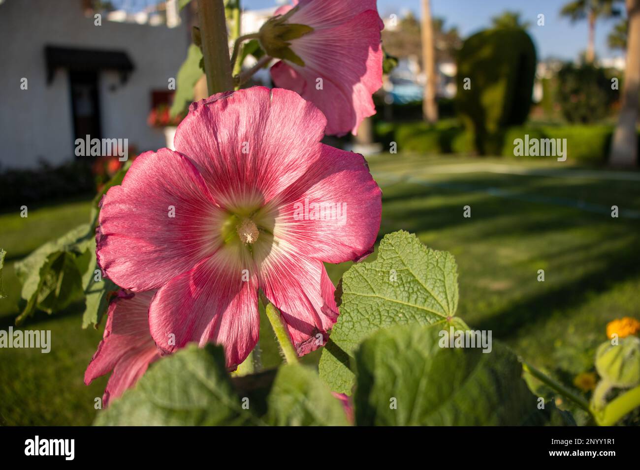 huge pink flowers of Hollyhock (Alcea species) Stock Photo