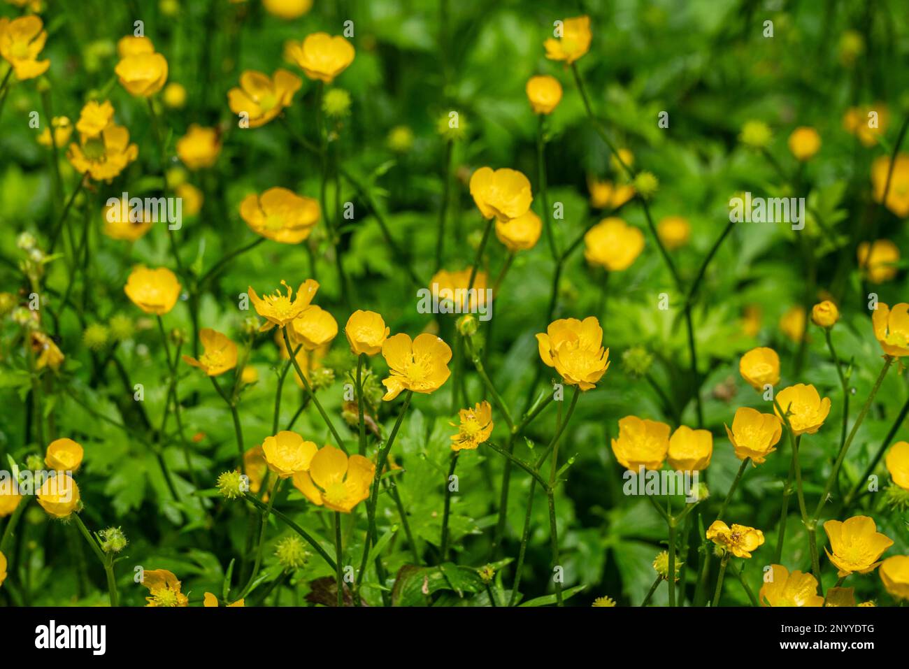 Full frame shot of a cluster of flowering buttercup plants (Ranunculus acris) in spring, forming a beautiful natural background image Stock Photo