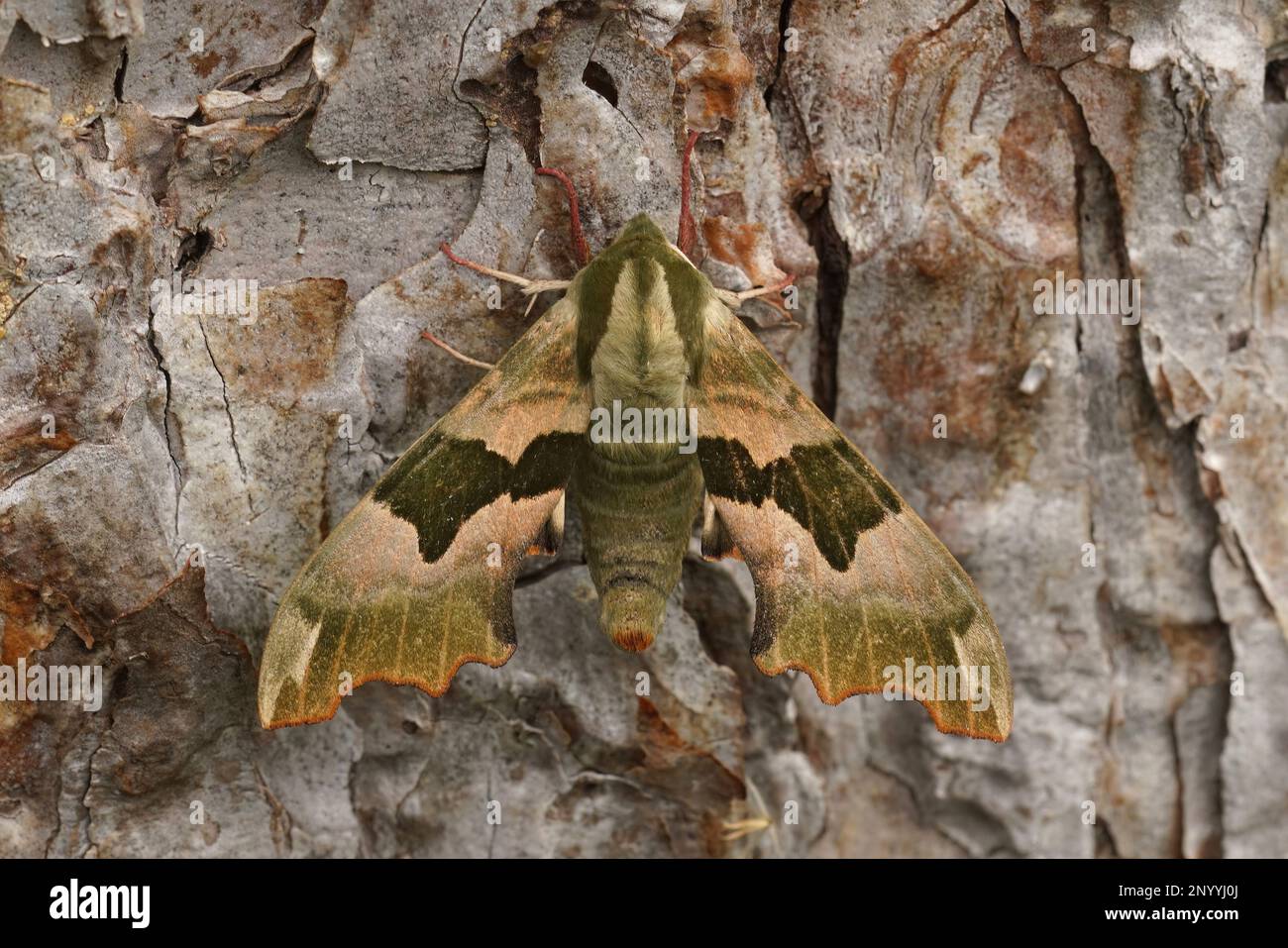 Detailed closeup on the Lime Hawk-moth, Mimas tiliae sitting with open wings on wood Stock Photo