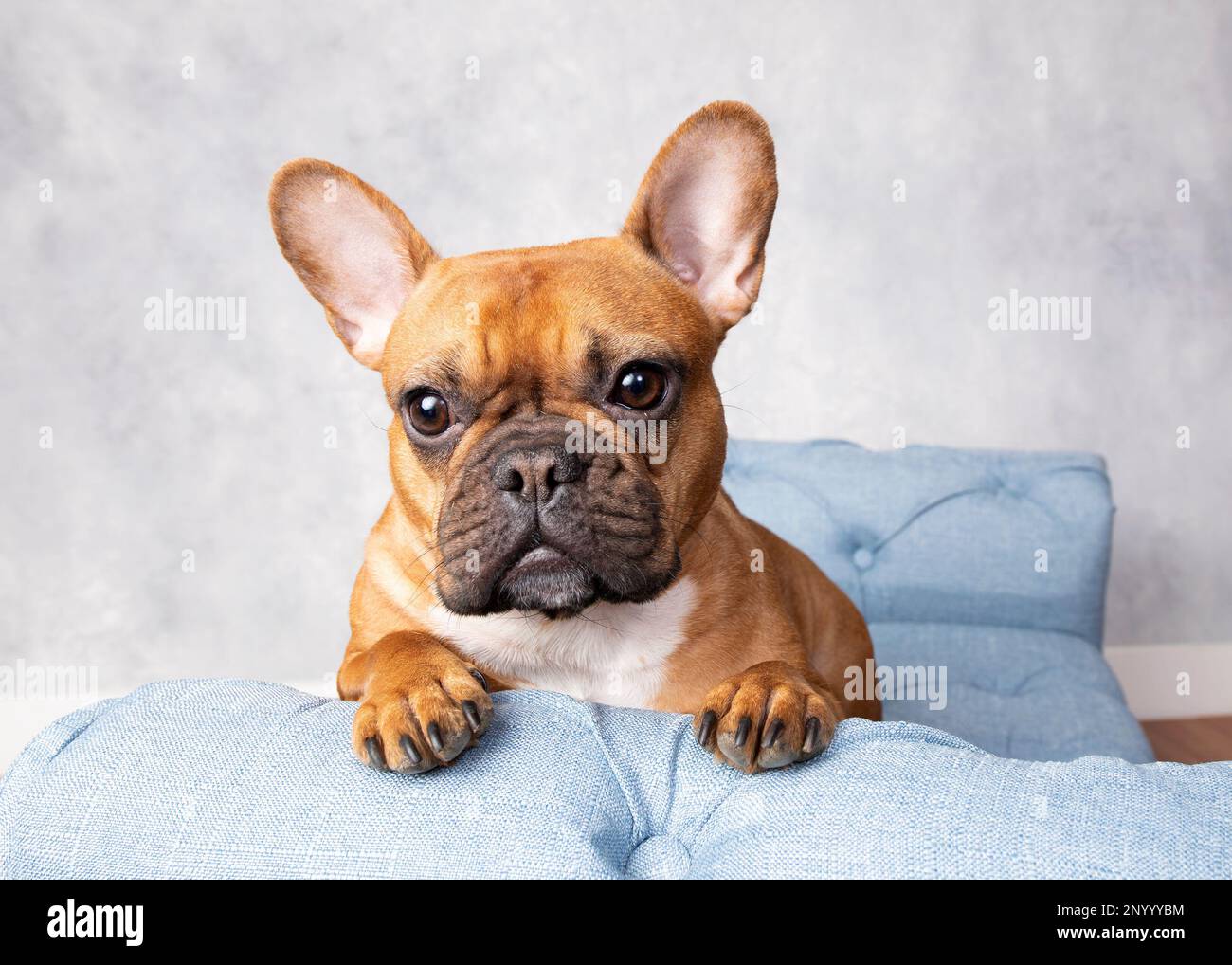 Blue french bulldog hi-res stock photography and images - Alamy