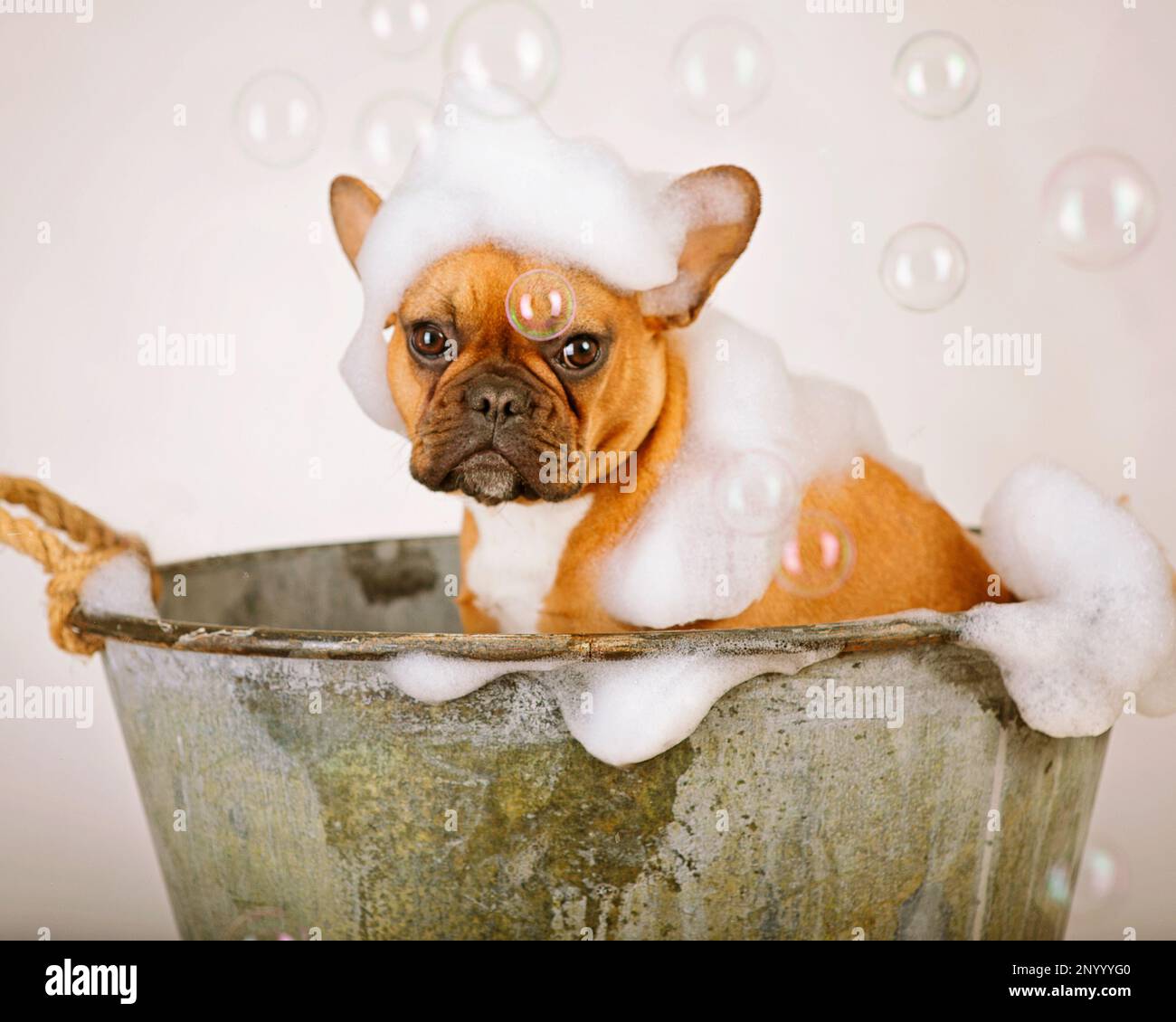 Red fawn black masked french bulldog sitting in vintage metal tub