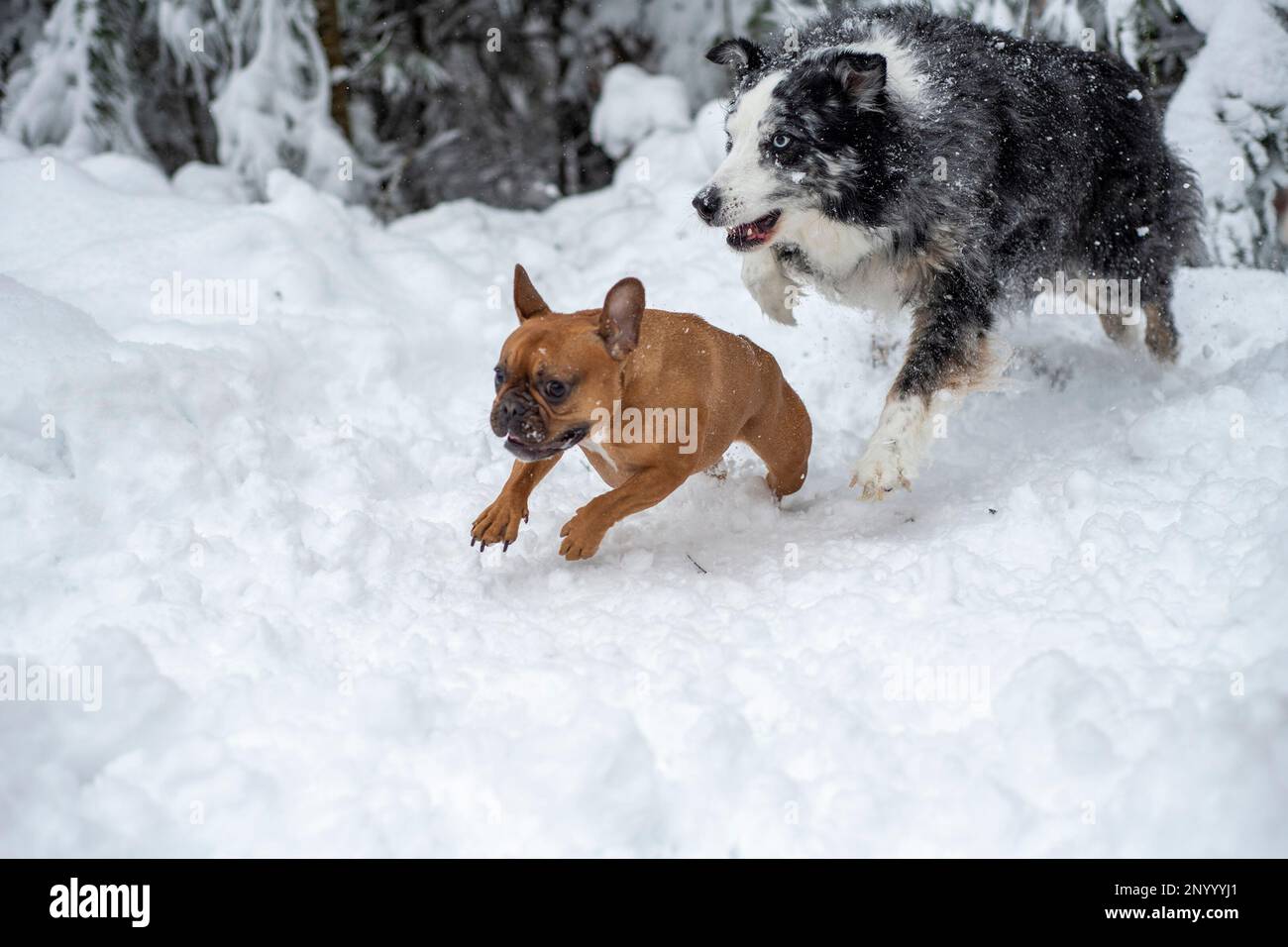 Blue merle Australian Shepherd chasing a red fawn black masked french