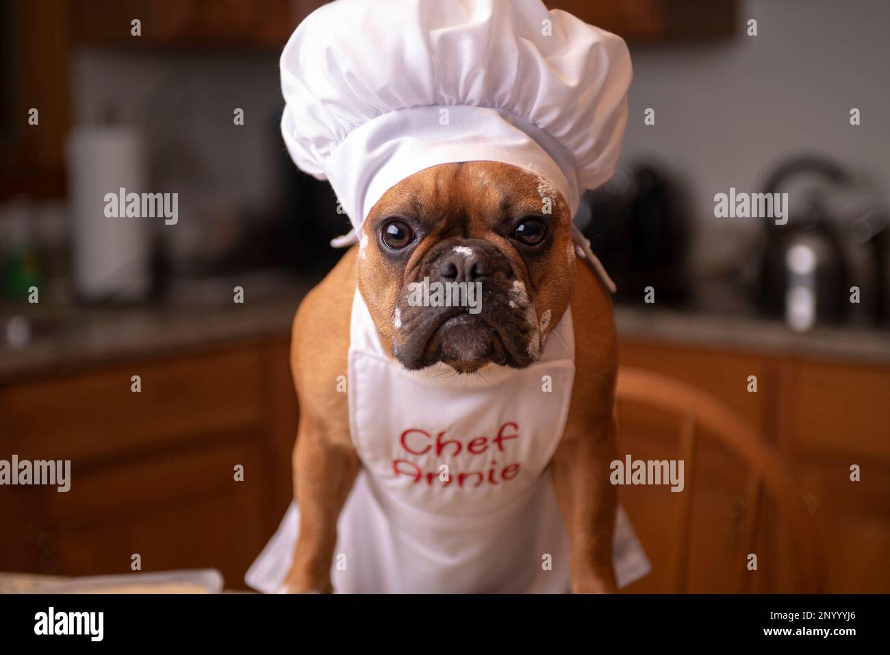 Red fawn french bulldog wearing white bakers cap with apron face close ...