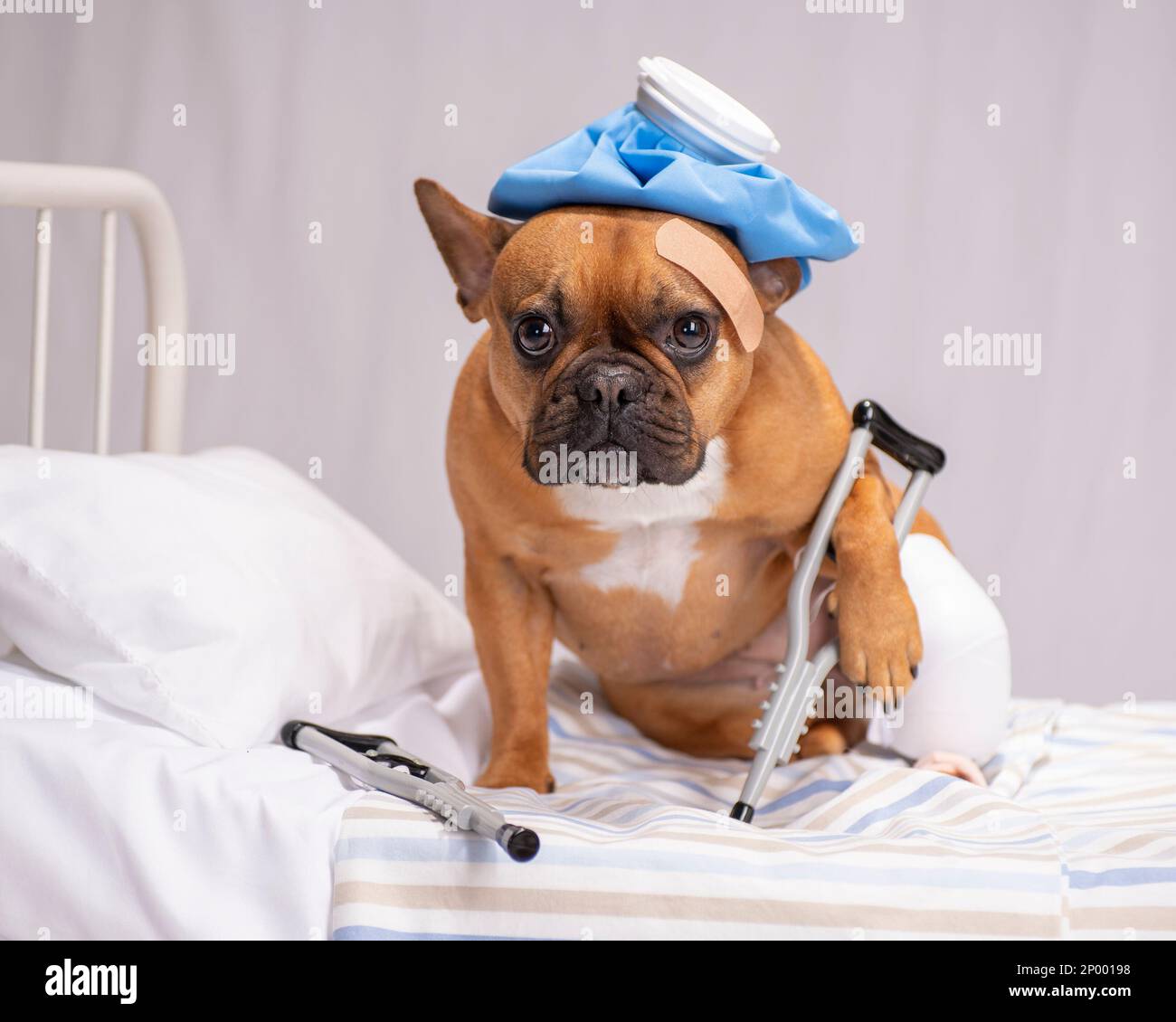 Red fawn french bulldog sitting on hospital like bed with crutches and