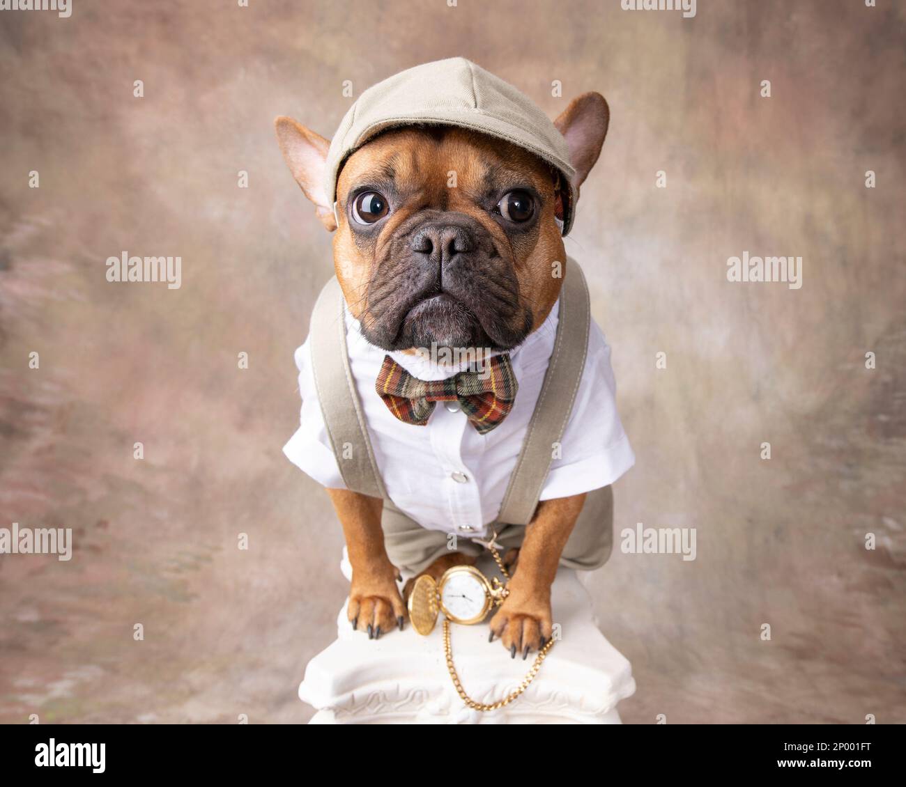French bulldog wearing bowtie hi-res stock photography and images - Alamy