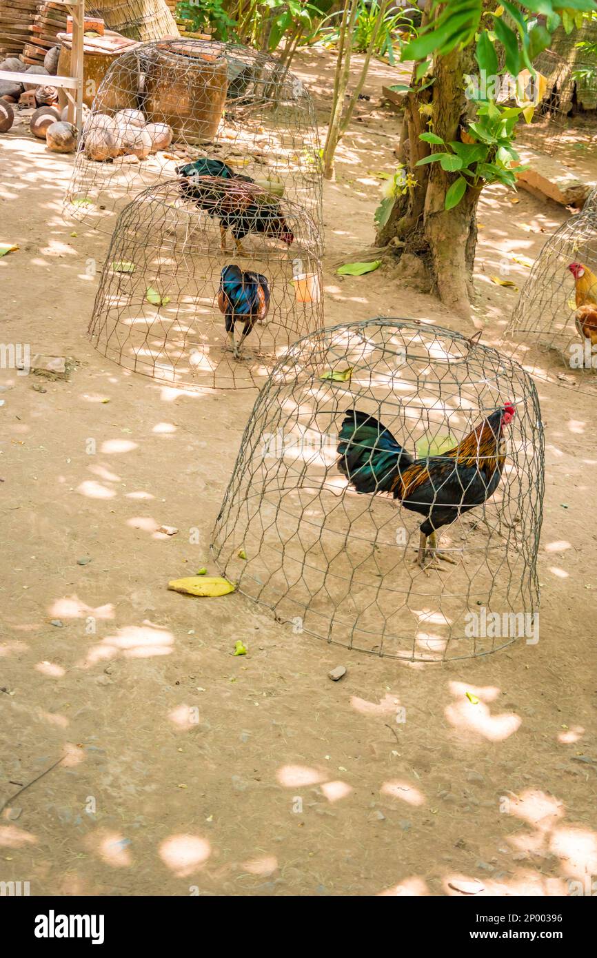 Chicken in a traditional cage rooster cockerel in Mekong Delta island, Vietnam. Stock Photo