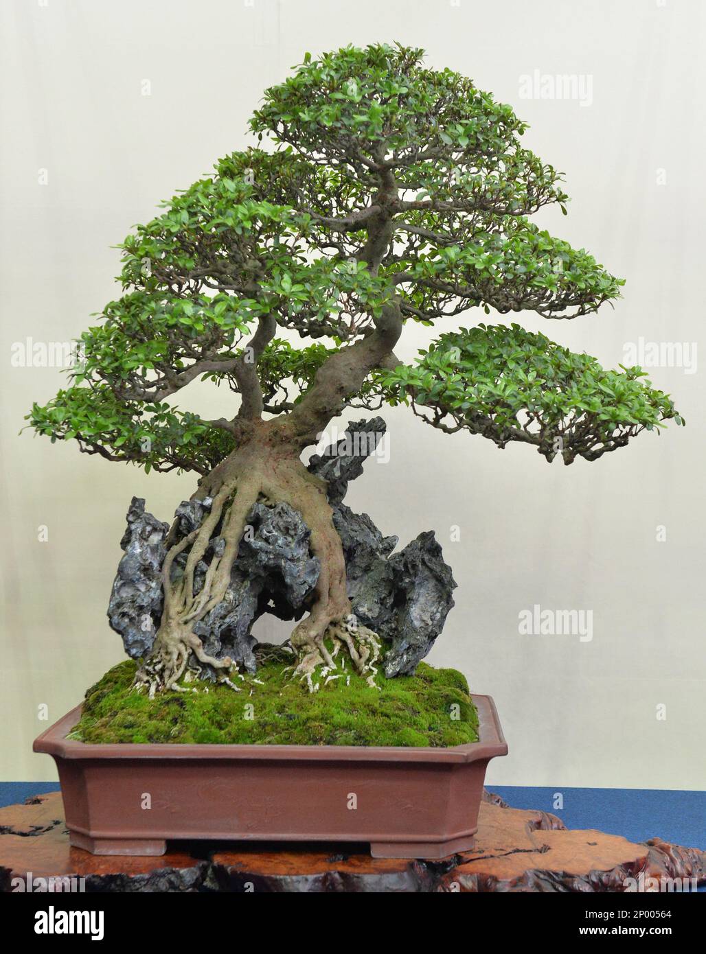 A bonsai of azalea is displayed at Saitama Super Arena in Saitama City on  April 28th, 2017. The first convention was held in Japan since 1989 to  spread bonsai culture to the