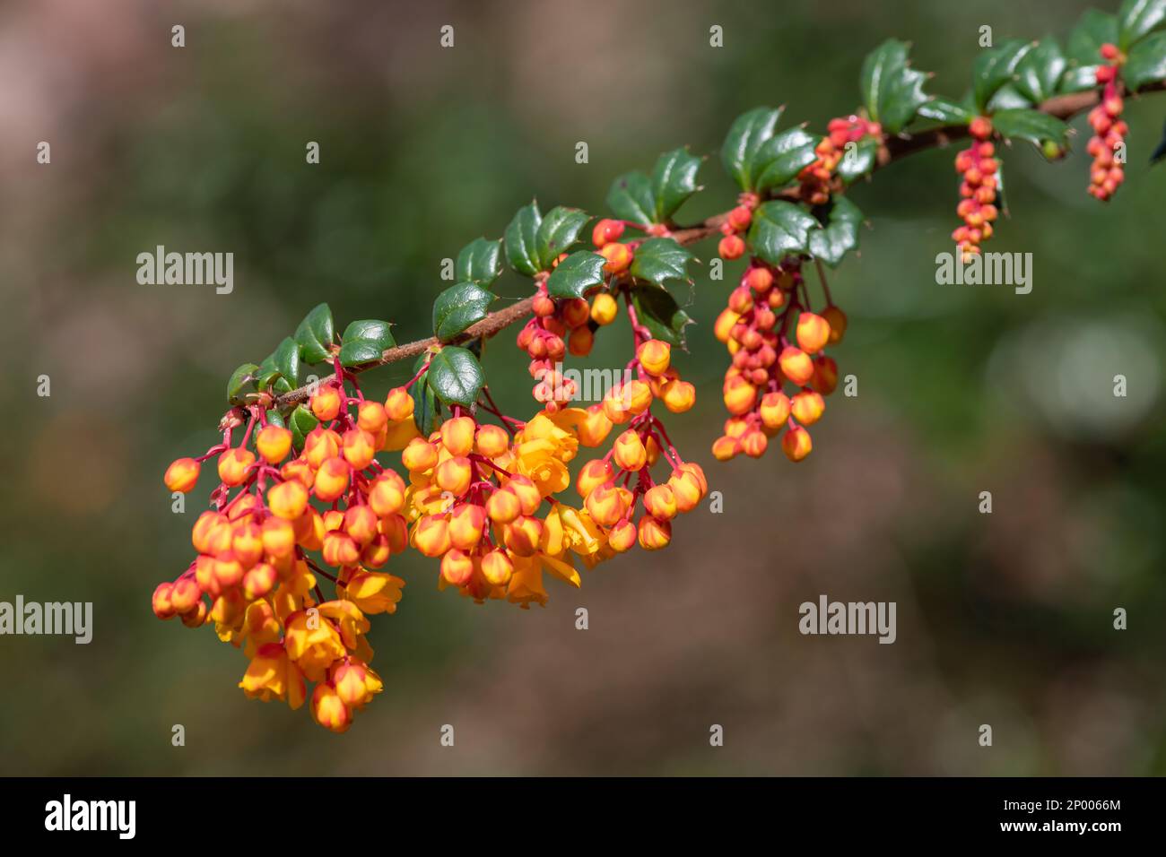 Close up of Darwins barberry (berberis darwinii) flowers in bloom Stock ...