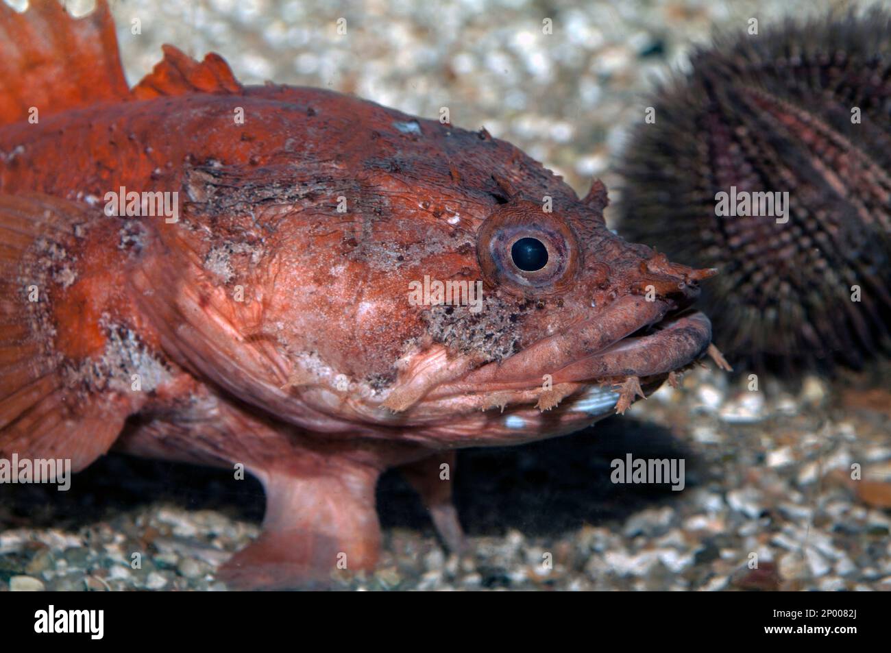 Gulf Toadfish medium shot Stock Photo