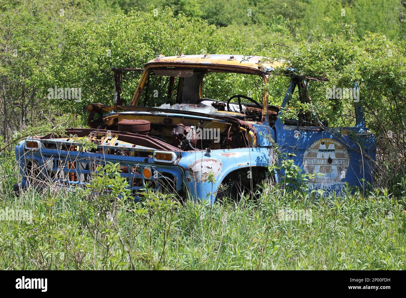 An old classic American made blue truck sits rusted out in the woods