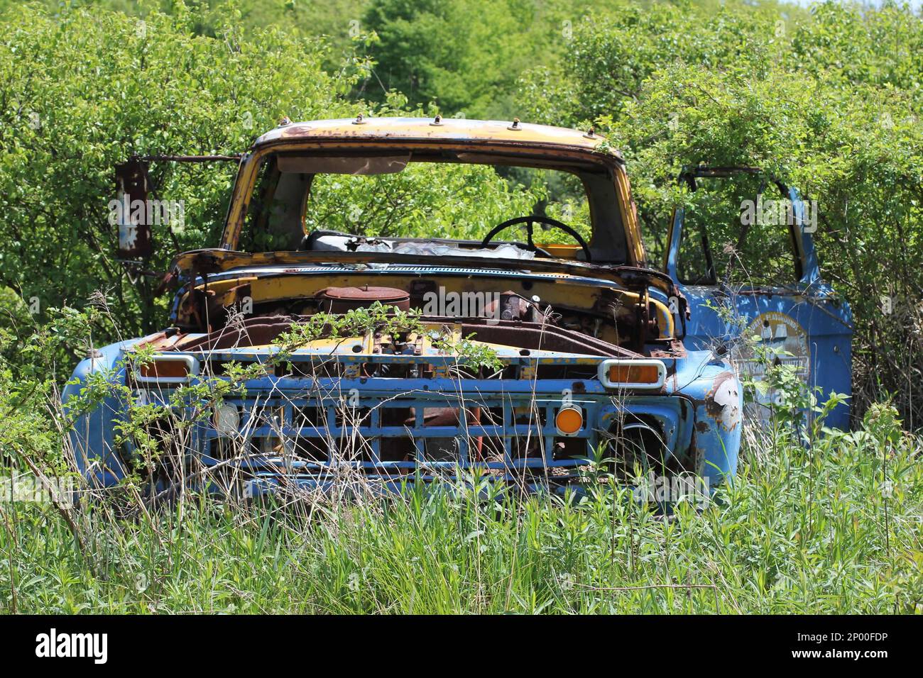 An old classic American made blue truck sits rusted out in the woods