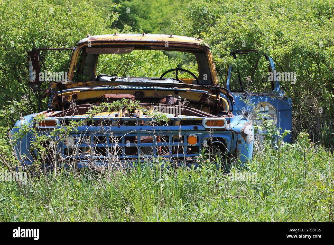 An old classic American made blue truck sits rusted out in the woods