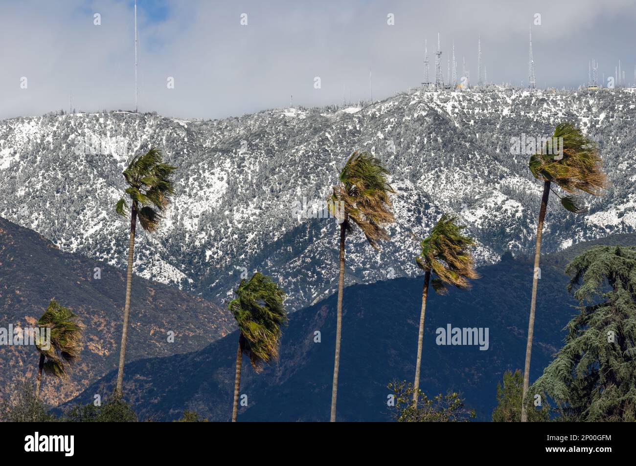 West, high wind shown in Pasadena, California. Palm trees and the San Gabriel Mountains in the background, looking north. Stock Photo