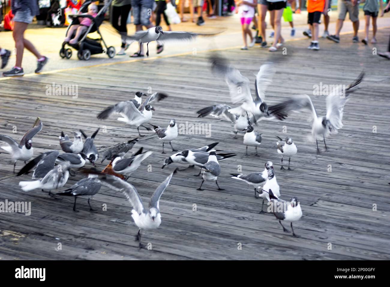 A flock of seagulls swoop in for a slice of pizza along the ocean boardwalk beach side. Stock Photo