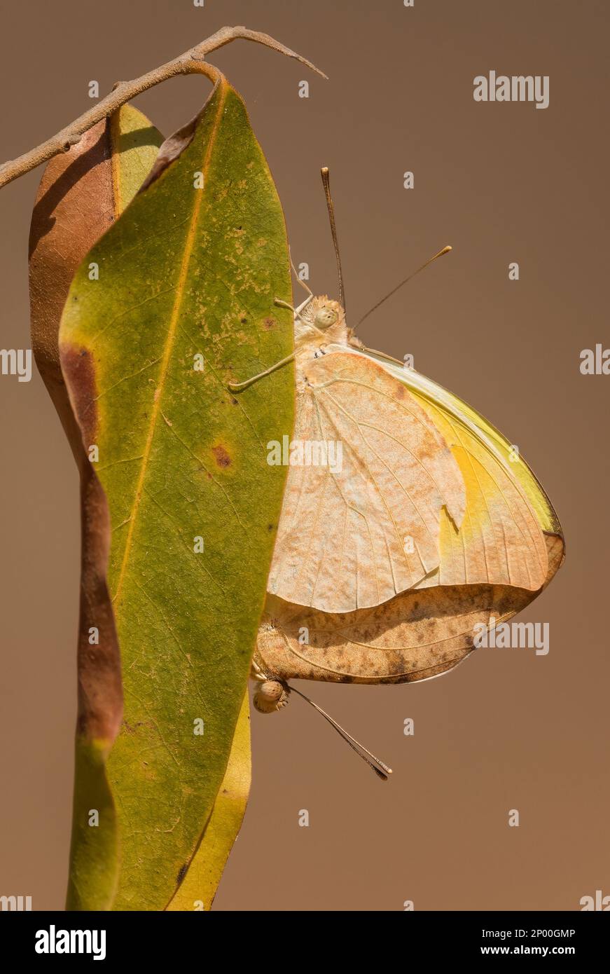 Malagasy Grass Yellow - Eurema floricola, beautiful tip butterfly from African meadows and grasslands, Kirindy forest, Madagascar. Stock Photo
