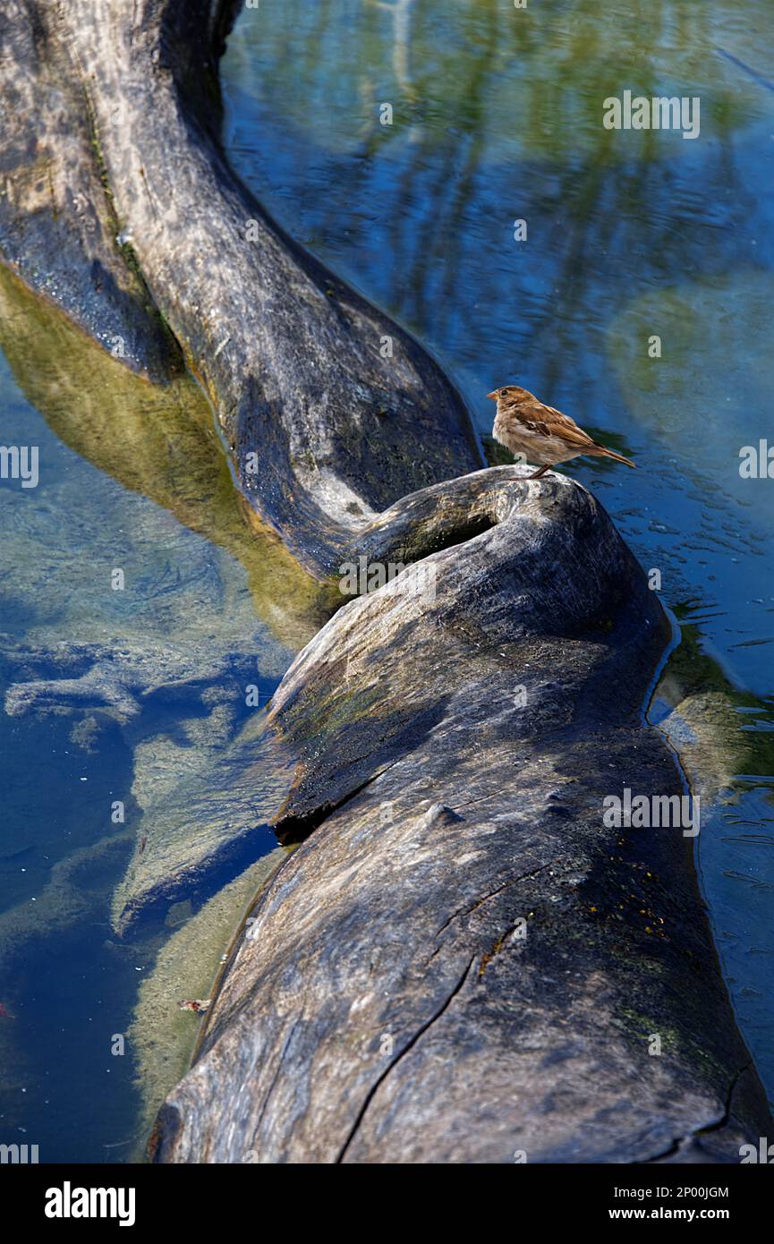 A cute sparrow standing on a tree trunk laying in the shallow water of ...