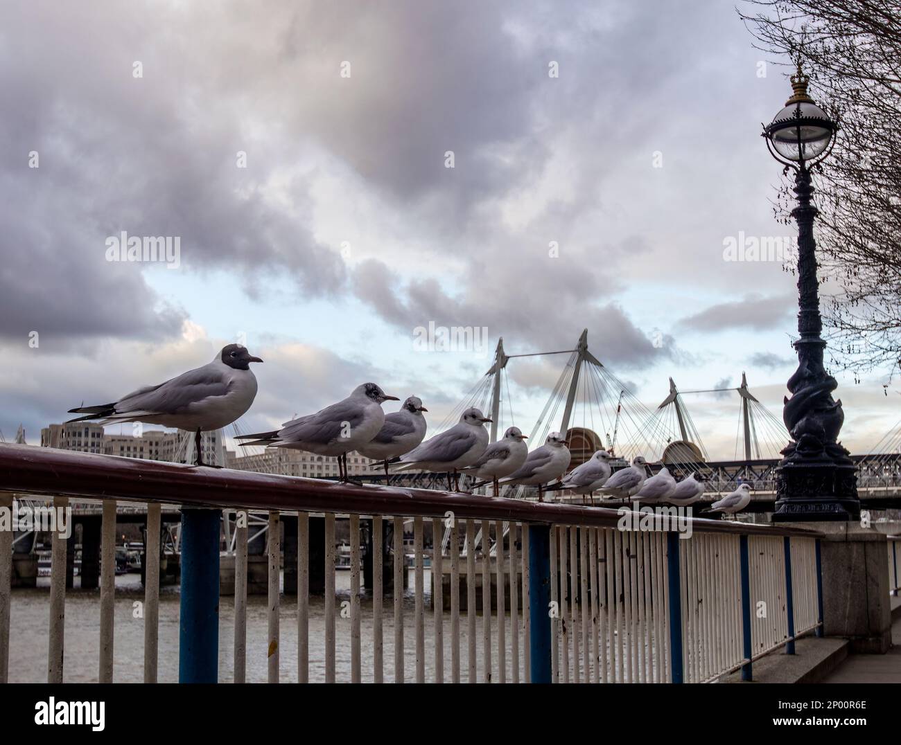 A row of gulls on metal railings on the South Bank of the River Thames in London, UK Stock Photo