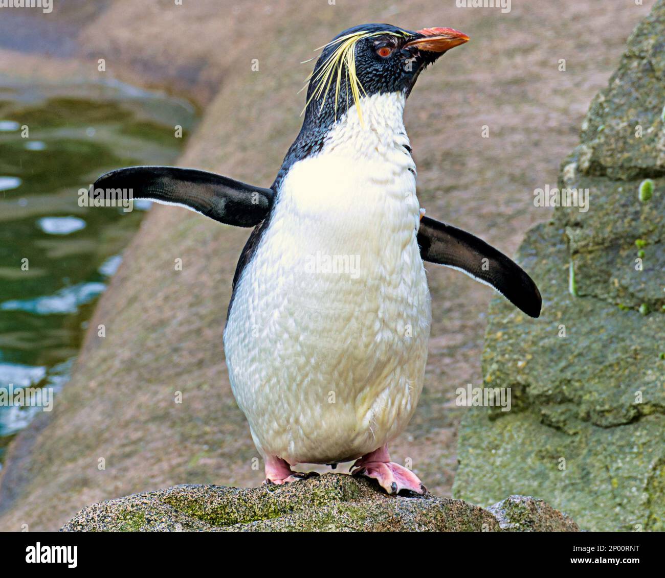 Edinburgh, Scotland, UK 2nd  t March, 2023. UK Weather: rockhopper Penguins singing in the rain. Second day of spring saw rain As the zoo and its animals made the best of it. Credit Gerard Ferry/Alamy Live News Stock Photo