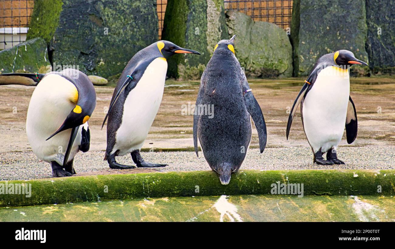 Edinburgh, Scotland, UK 2nd  t March, 2023. UK Weather:king Penguins singing in the rain. Second day of spring saw rain As the zoo and its animals made the best of it. Credit Gerard Ferry/Alamy Live News Stock Photo