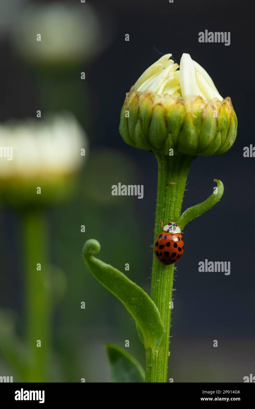 An Asian lady beetle on a Shasta daisy. Stock Photo