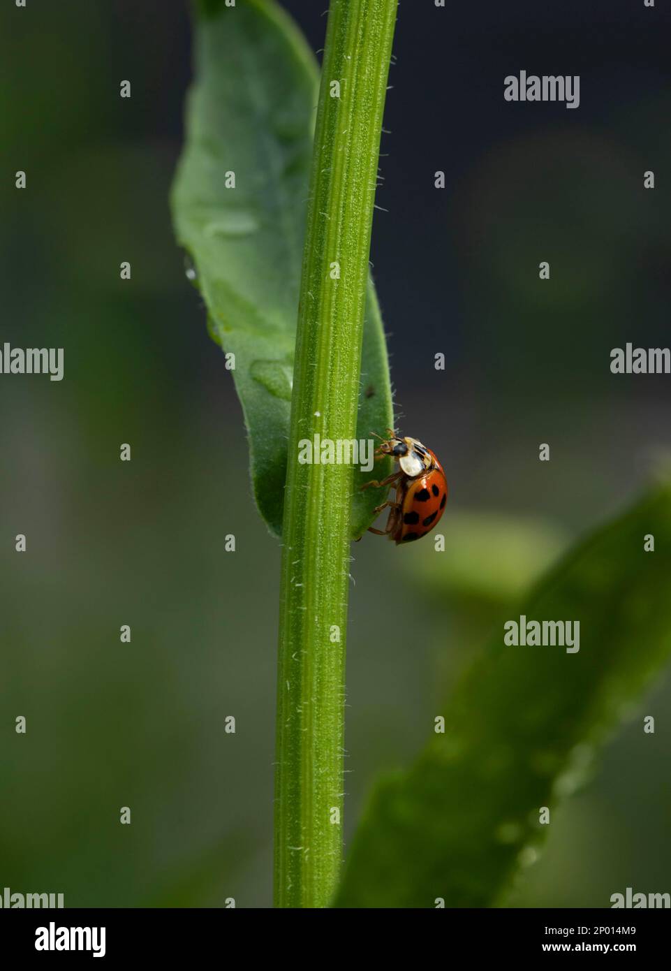 An Asian lady beetle on a Shasta daisy. Stock Photo