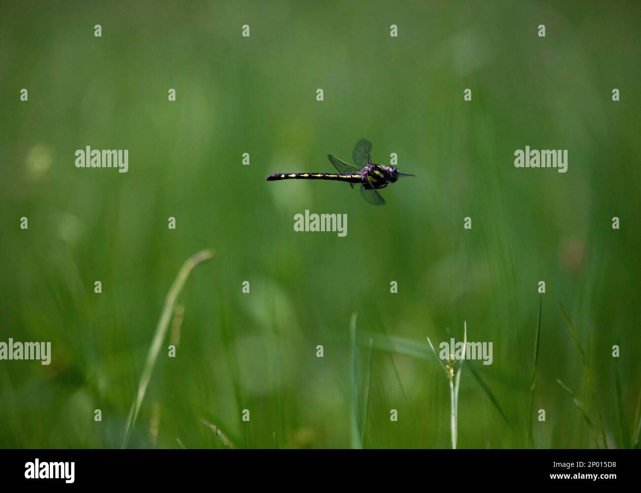 A golden ringed spiketail dragonfly flying in a meadow. Stock Photo
