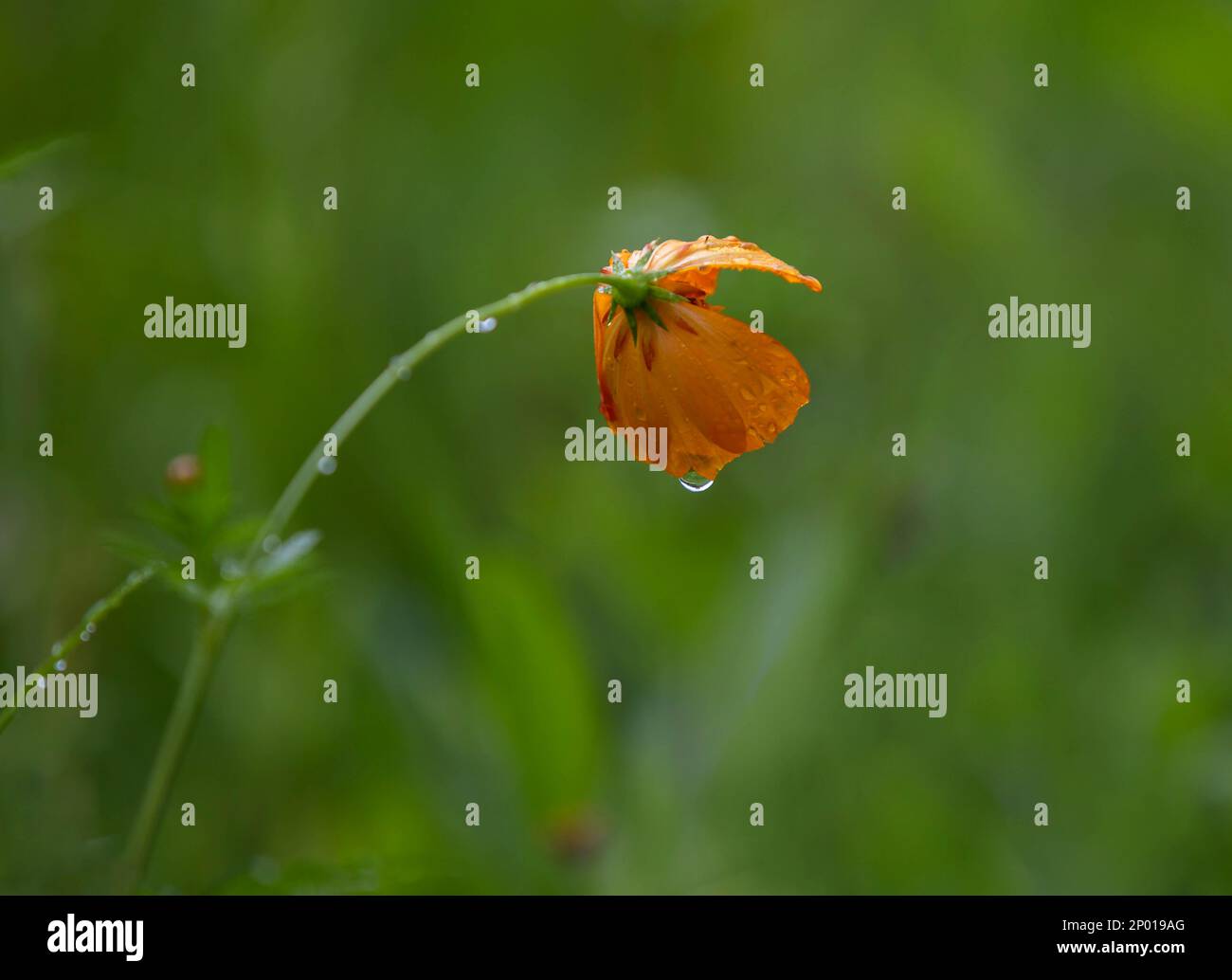 An orange poppy flower in the rain Stock Photo
