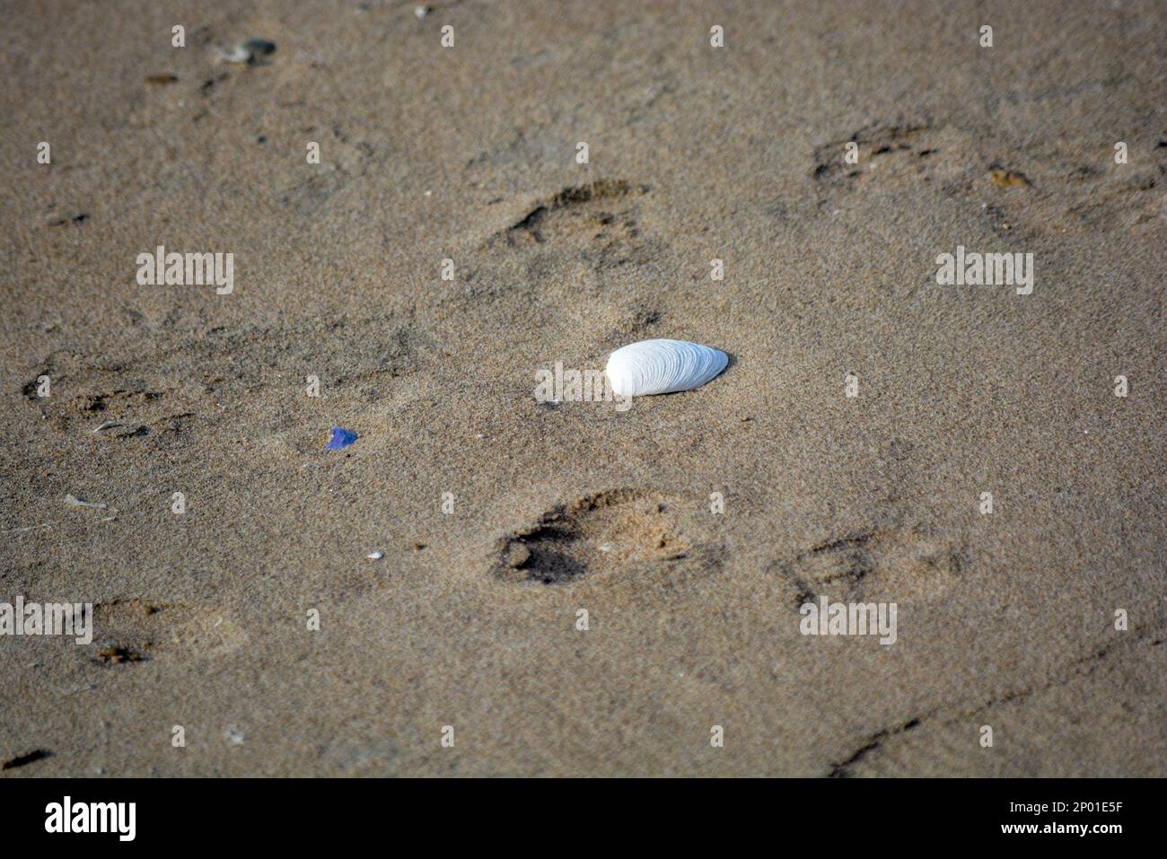 sea shells on the seashore Stock Photo