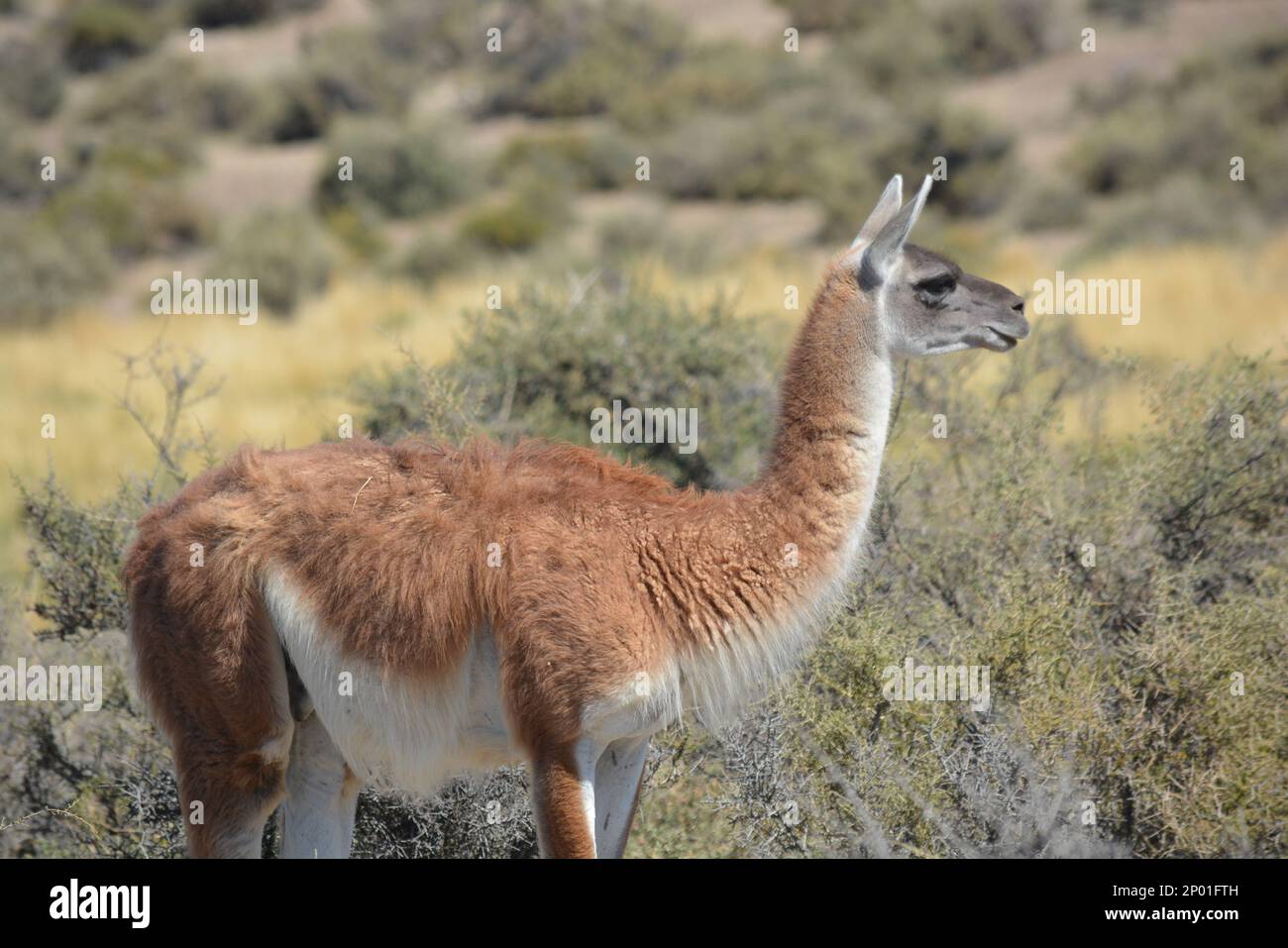 Domestic animals in Patagonia Argentina. Guanacos Stock Photo - Alamy