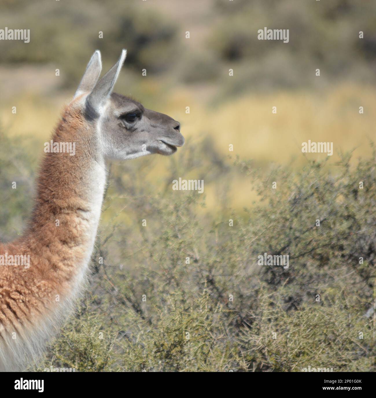 Domestic animals in Patagonia Argentina. Guanacos Stock Photo - Alamy