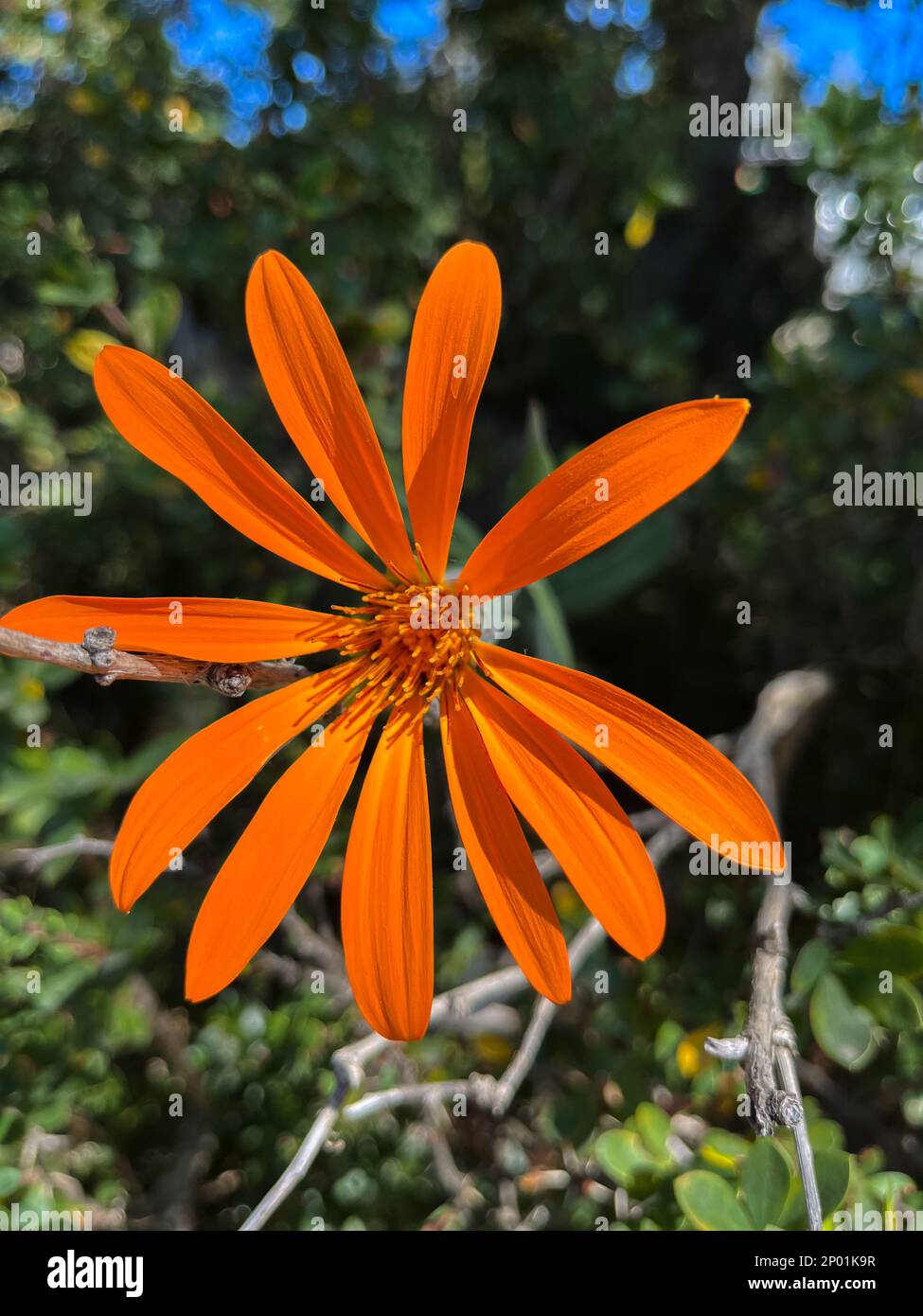 Beautiful orange daisy. Close up flowers Stock Photo