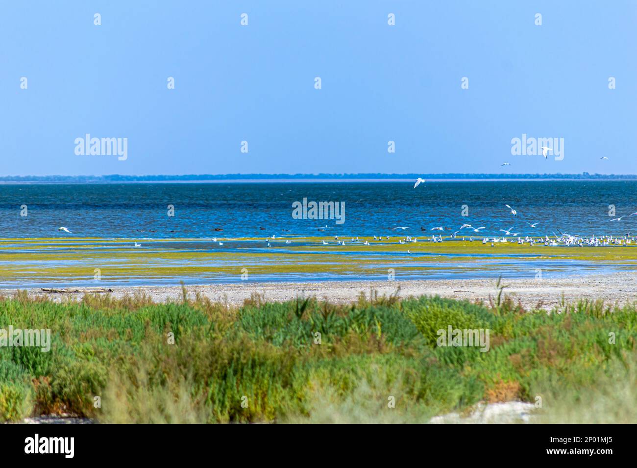 Tuzly Amazonia lagoons with lots of birds in Tuzly Lagoons National ...