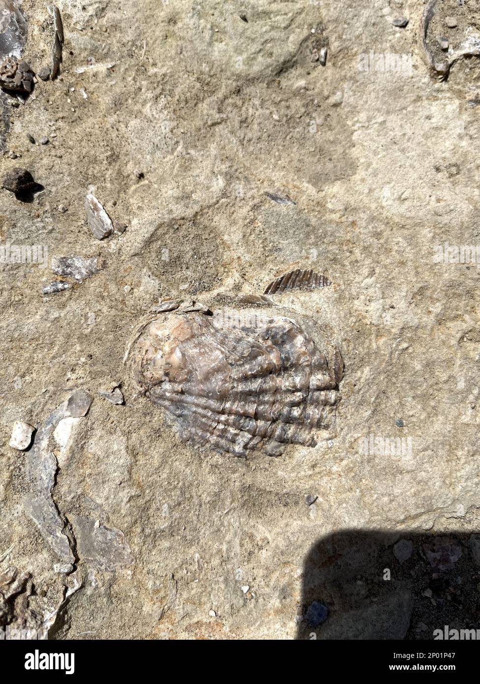 shell of a clam on the beach of Puerto Madryn Stock Photo