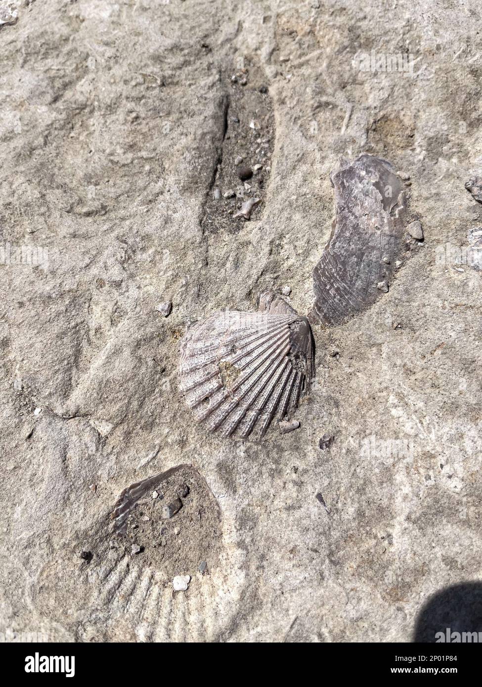 shell of a clam on the beach of Puerto Madryn Stock Photo